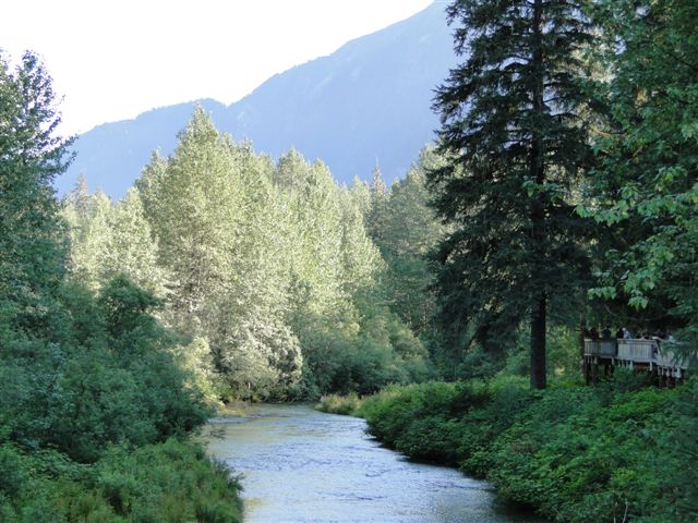 Fish Creek Bear Viewing