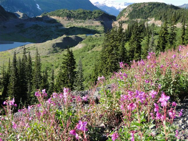Alpine Hillside