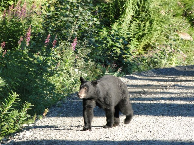 Bear Viewing on road by Salmon Glacier