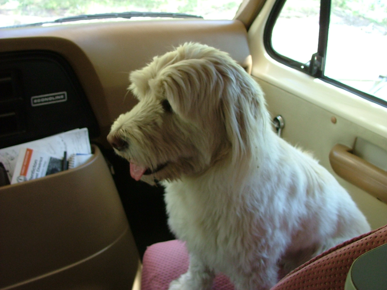 Co-pilot Pally in the motorhome