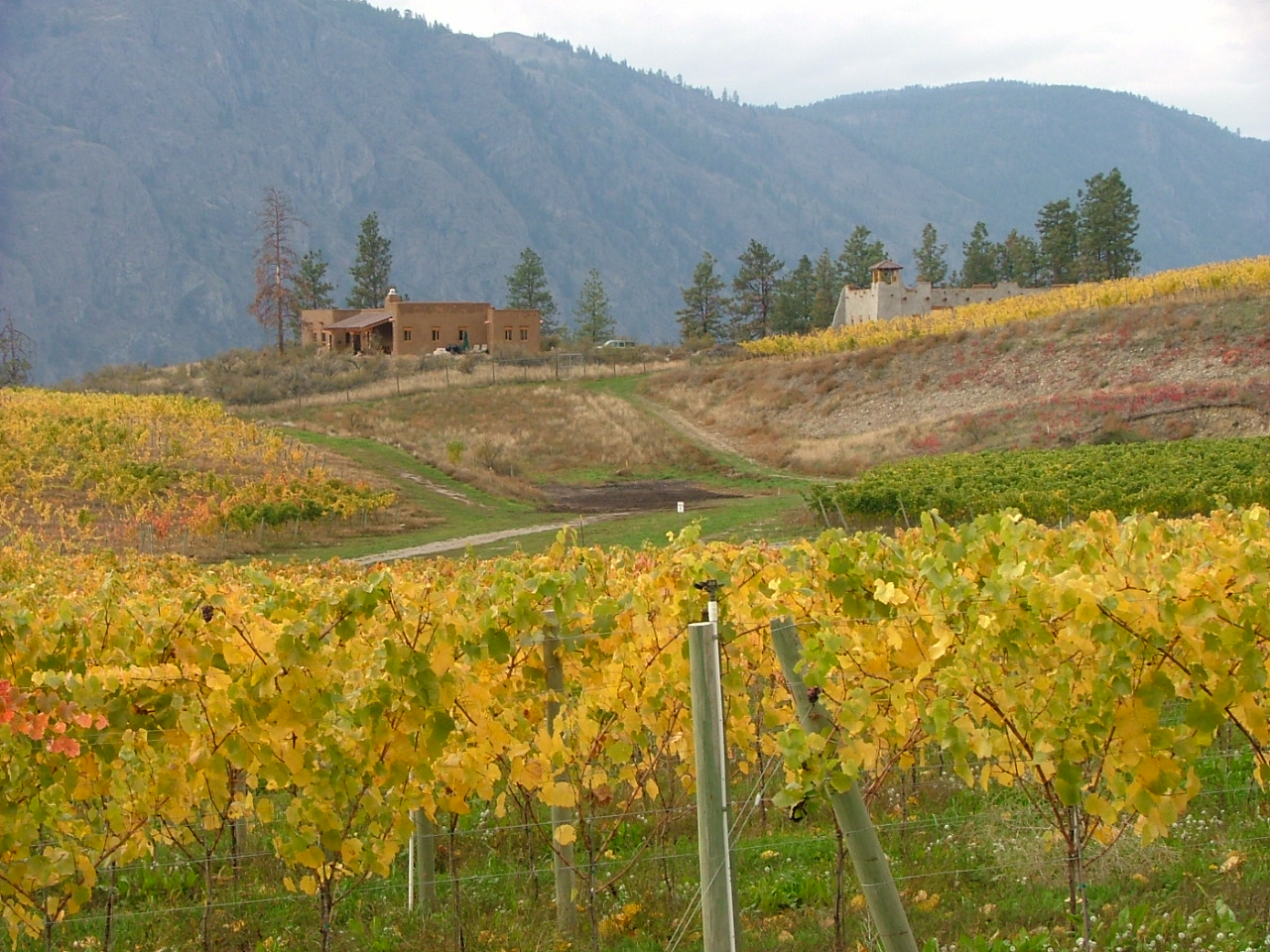 Vineyards North of Vaseux