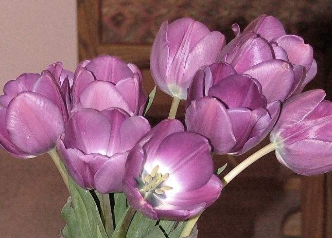 Purple Tulips