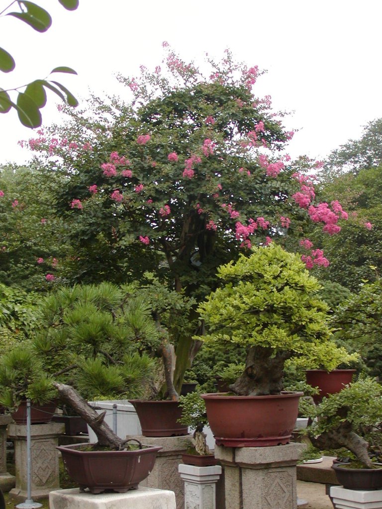Ancient Bonzai trees in Suzhou