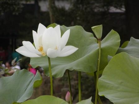 White Lotus