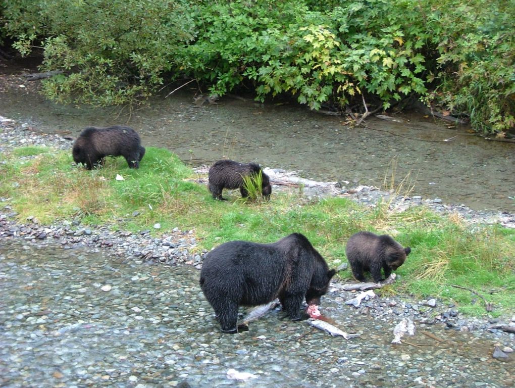 Grizzlies