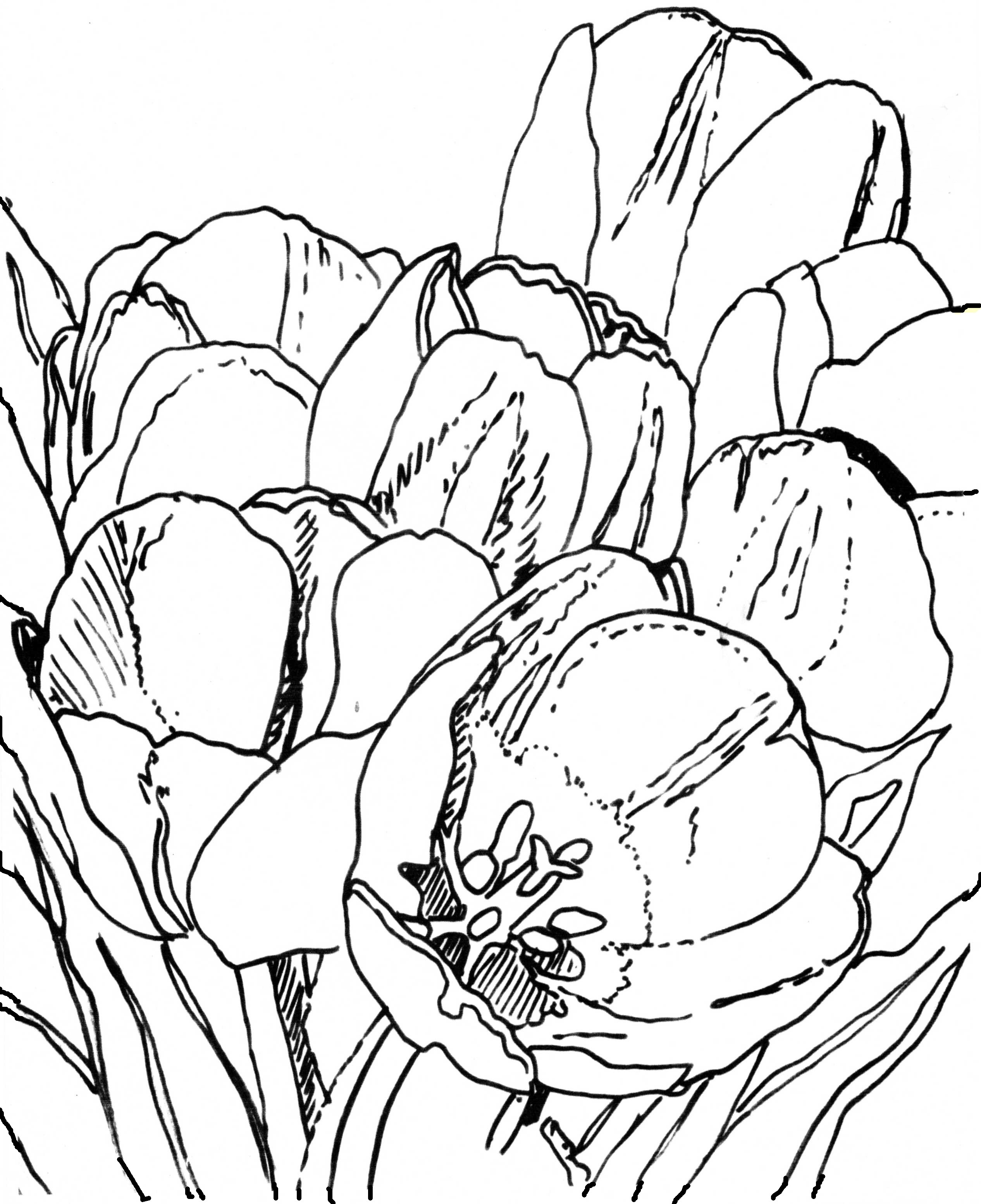 Drawing of Tulips